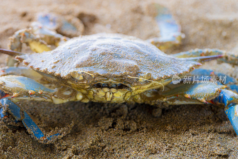 蓝蟹(Callinectes sapidus)，沙滩上的大西洋蓝蟹，加瓦，巴塞罗那海滩